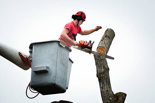 Best Palm Tree Trimming  in , ME